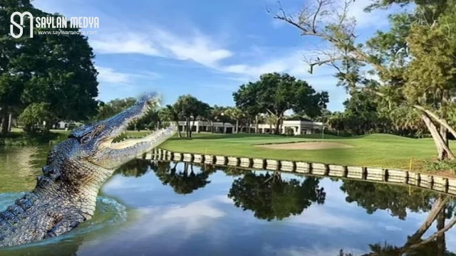 Amerika Florida’da iki haftada 8 timsah saldırısı!