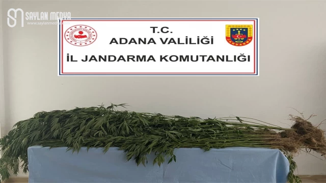 Karaisalı'da kök kenevir bitkisi ele geçirildi