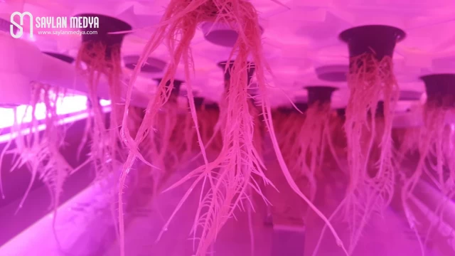 Çukurova Üniversitesi Topraksız Üretim Modelleri Oluşturacak