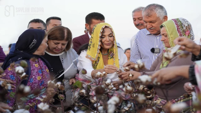 Türkan Şoray, kendi adının verildiği pamuğun hasadına katıldı