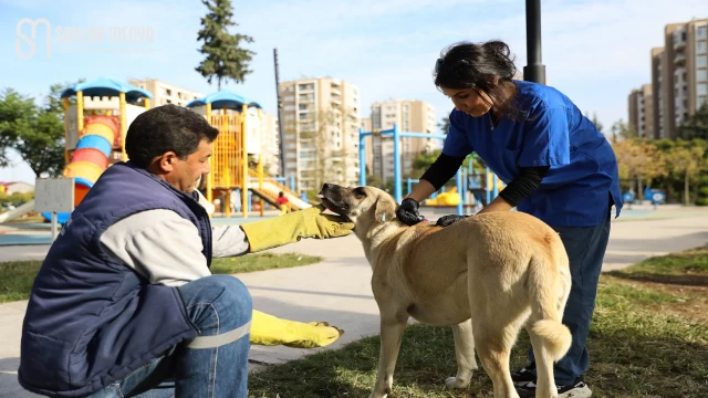 Yüreğir Belediyesi, kedi ve köpekler için kuduz aşısı çalışması başlattı