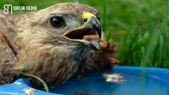 Yaralı Şahin Bingöl’de tedavi altında