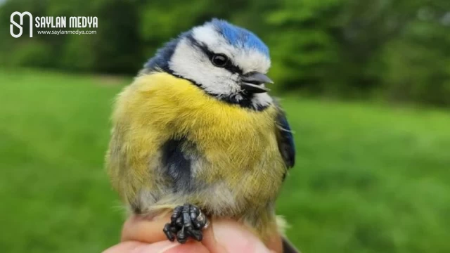 Ormanya’ya ’Kuş Halkalama İstasyonu’