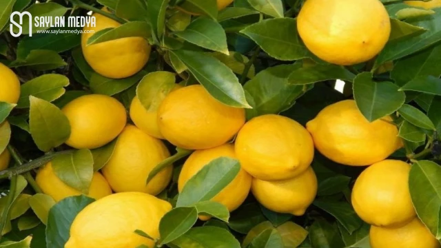 3,5 liralık limon 17 liraya satıldı