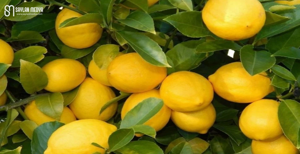 3,5 liralık limon 17 liraya satıldı