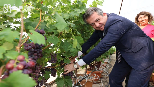 Çukurova Üniversitesinde Topraksız Kültürde Üzüm ve Maviyemiş Hasadı Gerçekleştirildi