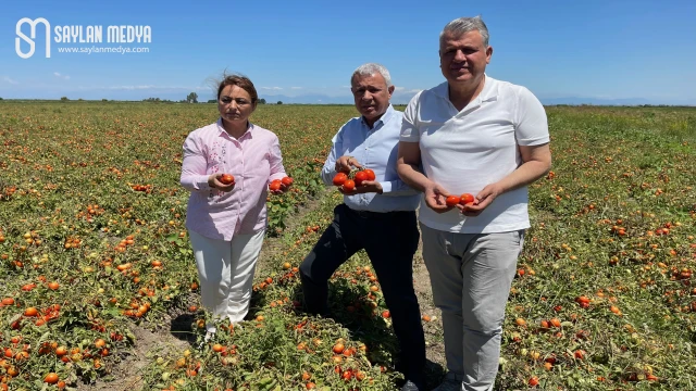 CHP'li Milletvekilleri ürünleri tarlada kalan çiftçilerle buluştu