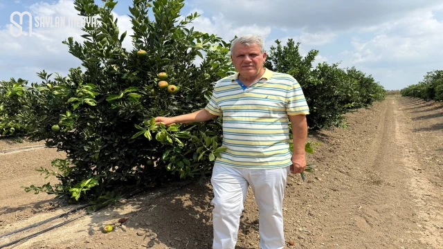 Çukurova çiftçisini şimdi de sıcak vurdu