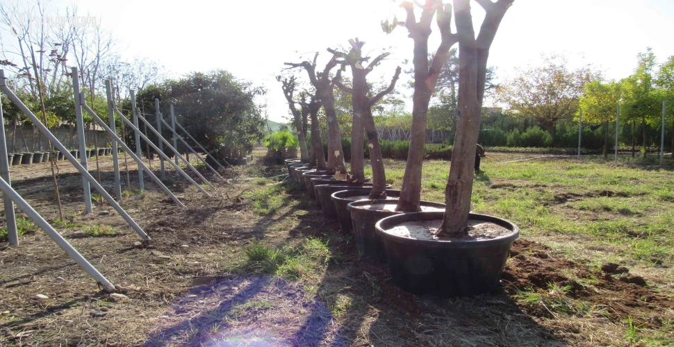 Çalışmalarda sökülen ağaçlar fidanlıklara ya da başka noktalara dikiliyor