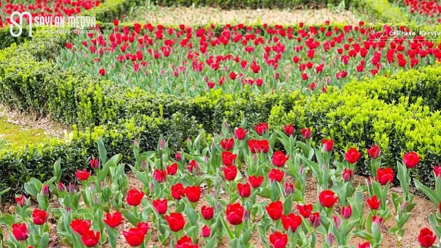 İstanbul’da Renk Cümbüşü: Lale Bayramı 11-12 Nisan’da Kutlanacak