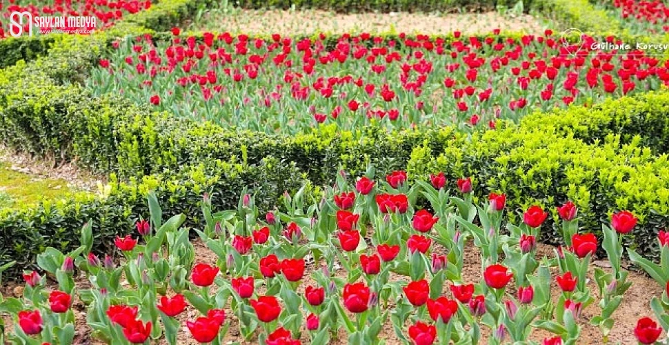 İstanbul’da Renk Cümbüşü: Lale Bayramı 11-12 Nisan’da Kutlanacak