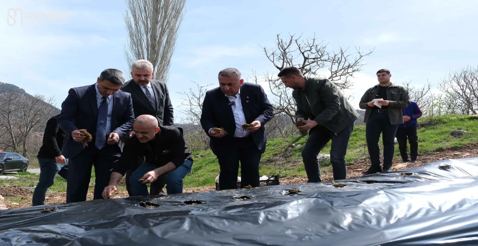 Pozantılı üreticiye 900 bin çilek fidesi daha dağıtıldı