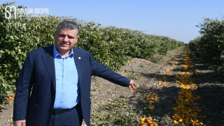 Ayhan Barut: Limonda ithalat kararı üretime ve üreticiye darbedir