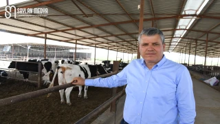 Hayvancılıkta şap alarmı